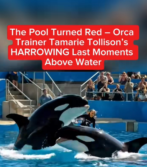 “Orca Show Turns Tragic: Beloved Trainer Dragged Underwater in Her Final Moments 😢