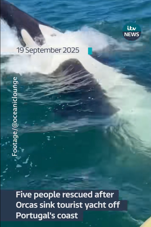 “Orcas RAM Tourist Yacht Until It Sinks – 5 People Narrowly Escape Alive!