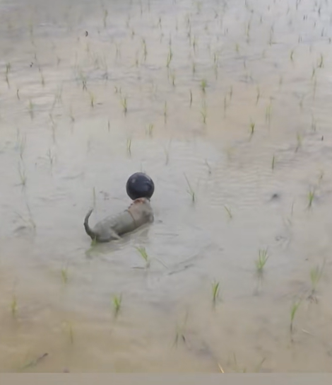 Local Man’s Heroic Rescue of Puppy