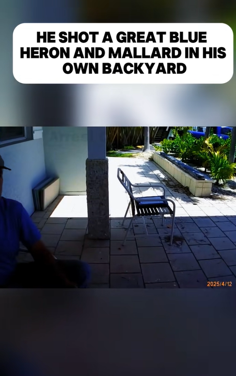 Florida Man Under Fire After Shooting Protected Birds in His Own Backyard