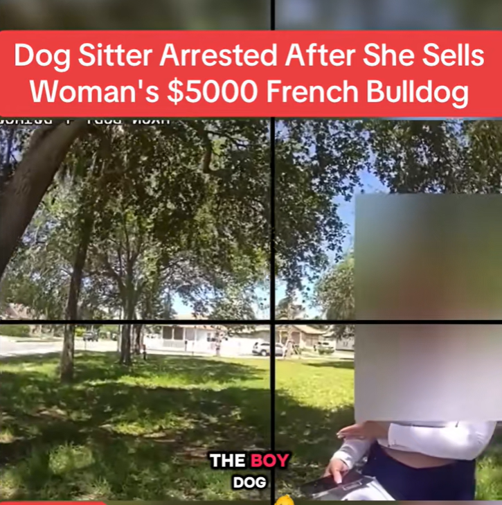 Dog Sitter ARRESTED After Selling $5,000 French Bulldog — Owner Stunned 