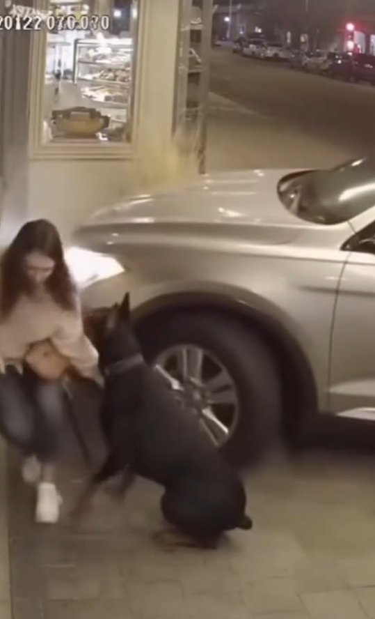 Real Security Footage: Dog Saves Owner Seconds Before Crash