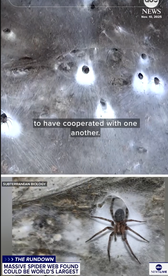 Record-Breaking Spider Web Found in Balkan Border Cave