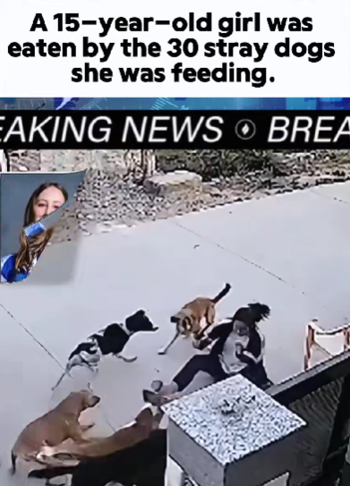 Tragic Incident Sparks Global Conversation About Stray Animal Safety and Community Responsibility