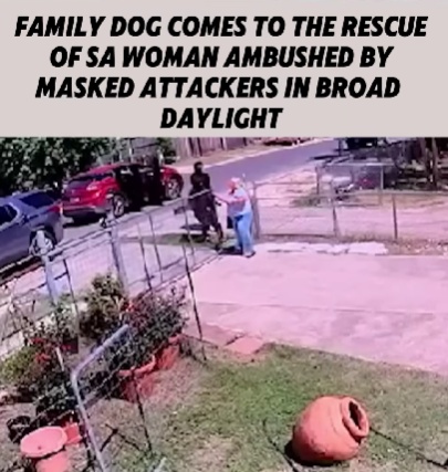 Hero Dog Saves Woman From Masked Attackers — Security Footage Captures Shocking Daylight Ambush!