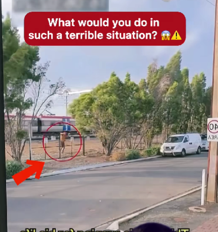 A Quiet Street, One Chilling Discovery — What Would You Do in This Moment? 