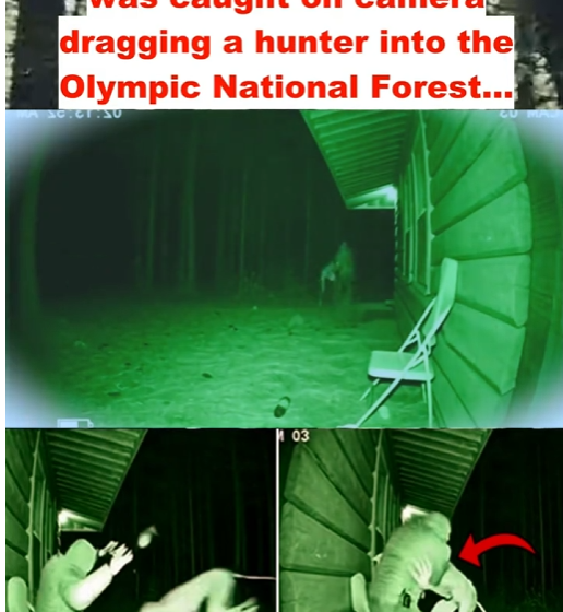 Security Cam Captures a Terrifying Night Scene: An UNIDENTIFIED Creature Seen Dragging a Hunter Toward the Olympic National Forest