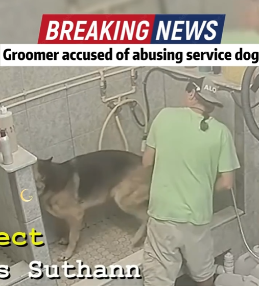 BREAKING FOOTAGE Sparks Outrage After Groomer Is Accused of Absing a Service Dg
