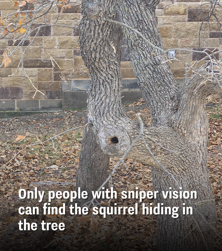 🐿️ Only 1% Can Spot the Hidden Squirrel in This Photo — Can You?