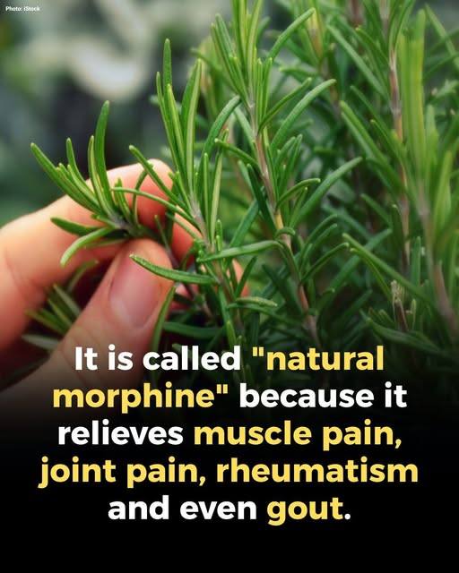 The Powerful Benefits of This Time-Tested Herb for Older Adults