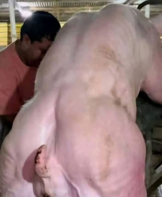 HT2. Young man hospitalized after being penitentia…