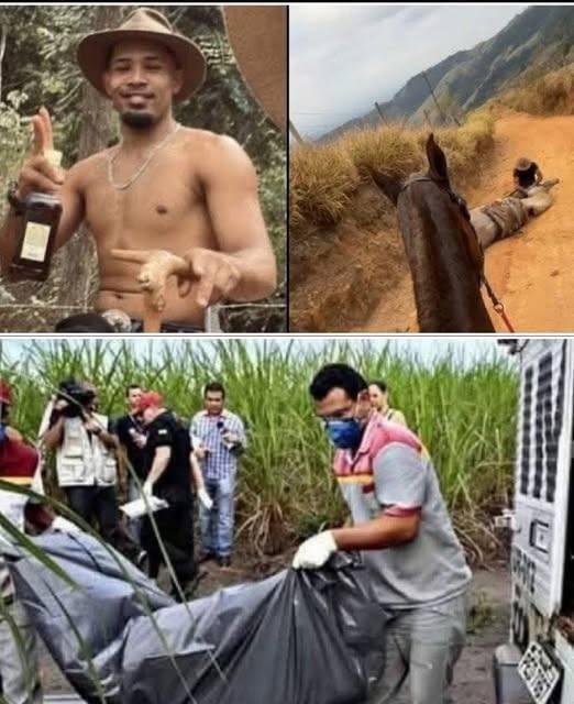 The Terrible Story of a Horse in Bananal: What Happened and How Society Reacted