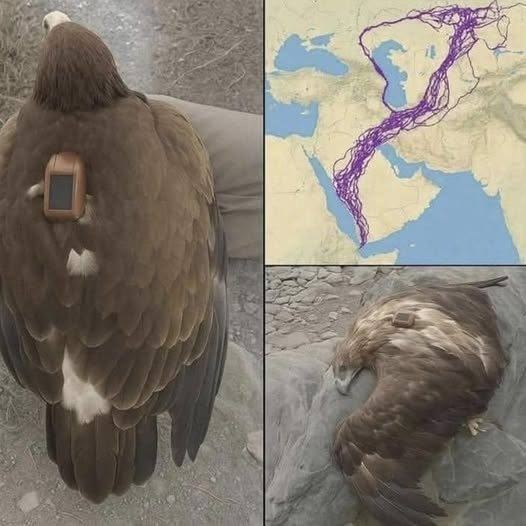Tracked Across Continents: The Powerful Story of a Migrating Bird’s Final Journey