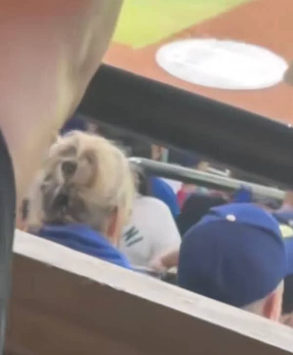 People seated at a baseball game, viewed from behind, including a person with a ponytail and others wearing caps