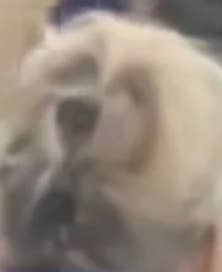 A fluffy dog looking towards the camera