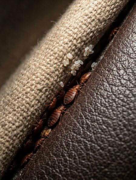 Sofa Surprise: The Strange Thing I Found Hidden in My Couch — And Why It Wasn’t What I Feared