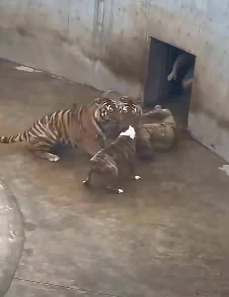 Man’s Best Friend: Hero Dog Thwarts Tiger Attack in Enclosure