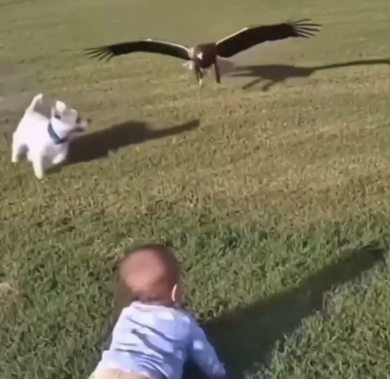Small Family Dog Thwarts Eagle Attack on Infant in Public Park